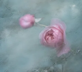 Dreamy Pink Roses