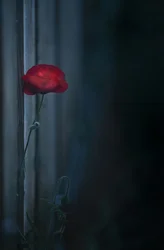 Moody Red Poppy Bloom