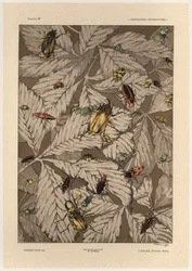 Beetles (plate 38 from 