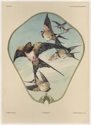 Fan, Plate 30 from 