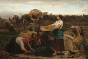The Colza Harvesting Rapeseed