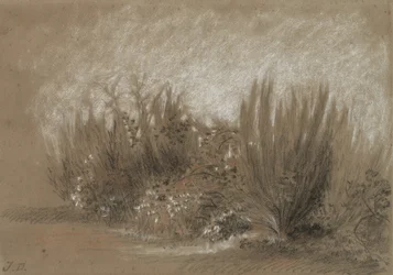 Broom and Brambles