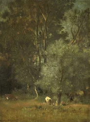 View in the Woods
