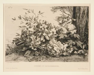 Peonies and Rhododendrons