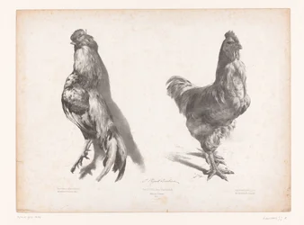 Study of a Dead and a Live Chicken