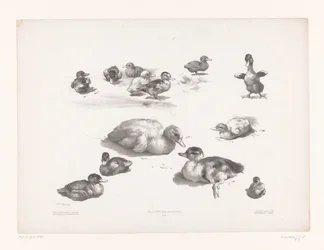 Studies of Ducks and Ducklings (Animal Studies)