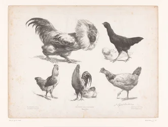 Studies of Various Types of Chickens