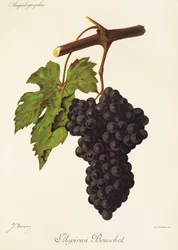 Aspiran Bouschet Grape