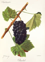 Bachet grape