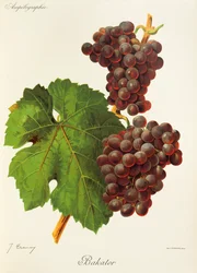 Bakator grape