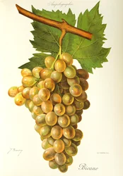 Bicane grape