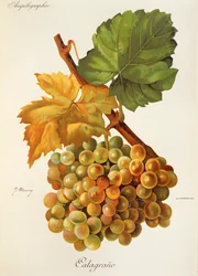 Calagrano grape