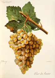 Coer de Bacco grape