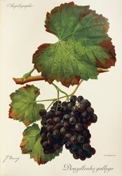 Donzellinho gallego grape