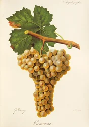 Genovese grape