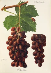 Glaciere grape