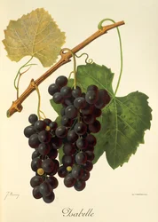Isabelle grape