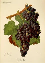 Merlot Grape