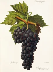 Mieluccio grape
