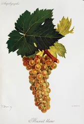Moscato white grapes from Ampelography, General treaty of viticulture, vol III