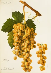 Nebelescol Grape