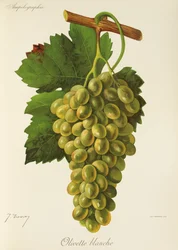 Olivette Blanche grape