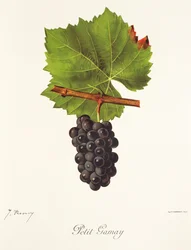 Petit Gamay Grape
