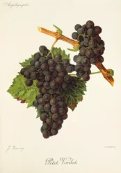 Petit Verdot grape