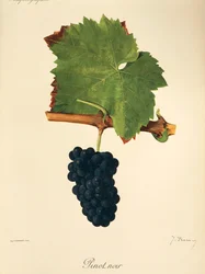 Pinot Noir Grape