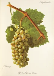 Pis-de-Chevre Blanc grape