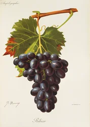 Ribier Grape