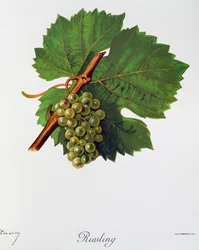 Riesling Grapes from Ampelography, General Treaty of Viticulture