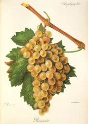 Roussee grape