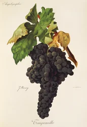 Tempranillo Grape