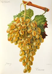Teneron grape