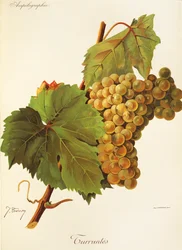 Turruntes grape