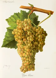 Ugni Blanc grape