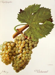Verdurant grape
