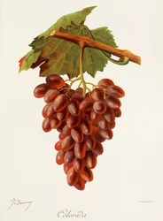 Colourada Grape