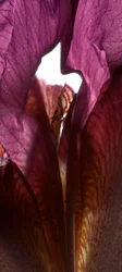 Iris Shrine Purple