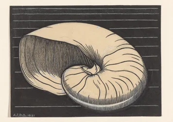 Nautilus Shell