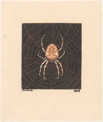 Spider in a Web