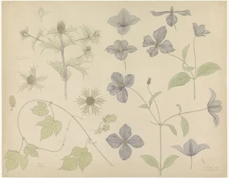 Study Sheet with Sea Holly, Hops, and Clematis