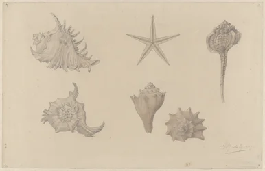 Study Sheet with Shells