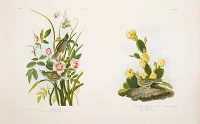 Seaside Finch/Grass Finch, or Bay-Winged Bunting, after J.J. Audubon