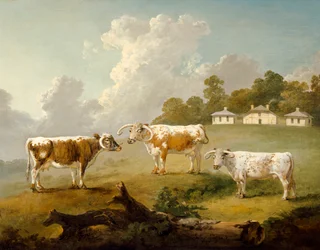 Three Long-horned Cattle at Kenwood, 1797