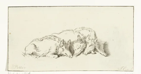 Three Lying Pigs
