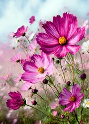 Vibrant Pink Cosmos