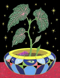 Begonia in a Pot