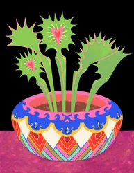 Flytraps in a pot, 2021